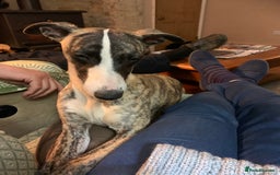 Whippet dogs for sale: Whippet puppies  - Image 4