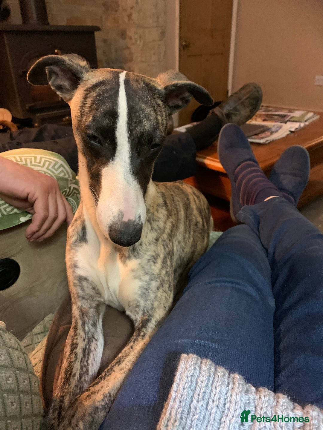 Whippet dogs for sale: Whippet puppies  - Image 4