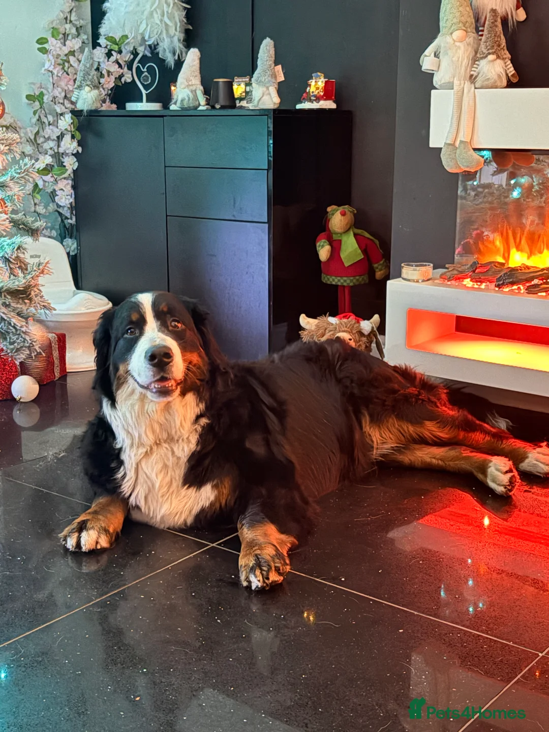 Bernese Mountain Dog dogs for sale: Gorgeous Bernese mountain dog female  - Advert 2