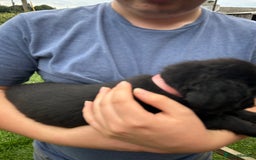 Labradoodle dogs for sale: Ready to go! Fantastic F1 Labradoodles (black) - Image 24