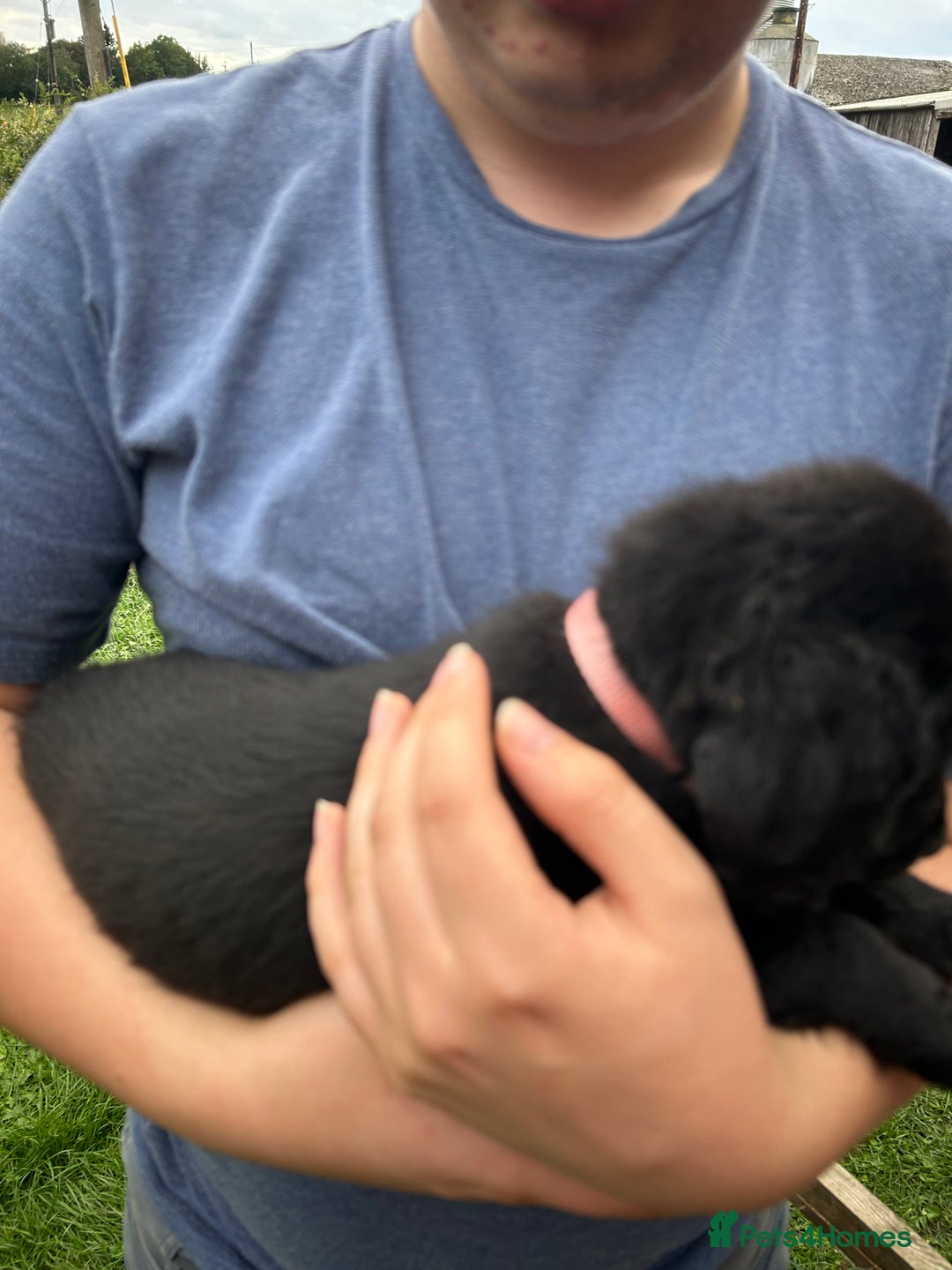 Labradoodle dogs for sale: Ready to go! Fantastic F1 Labradoodles (black) - Image 24