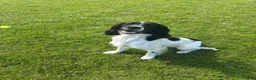 Sprocker dogs for sale: F1 Sprocker puppies.  - Advert 3