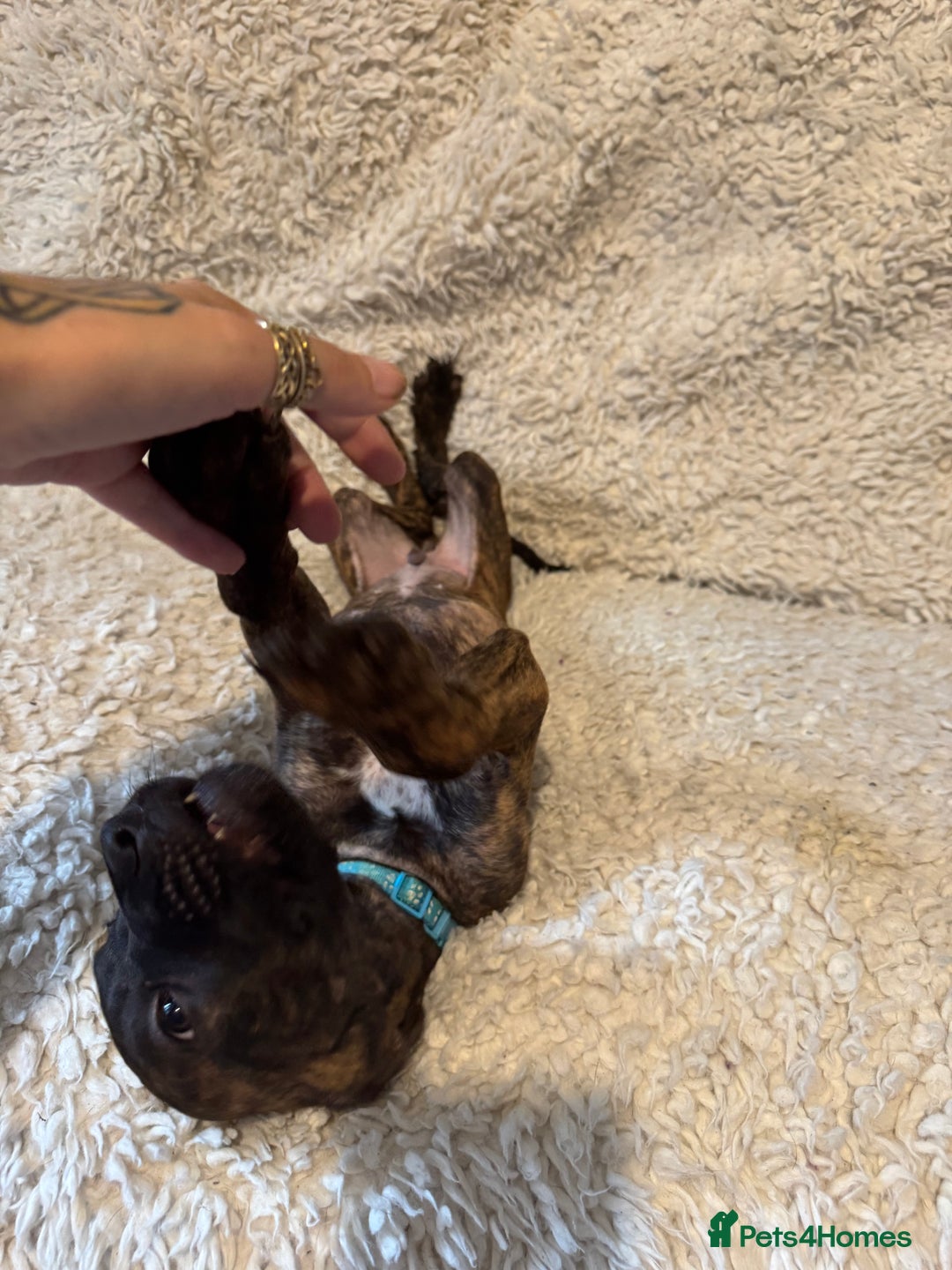 Cane Corso dogs for sale: Beautiful Litter Of Cane Corso Puppys - Image 20
