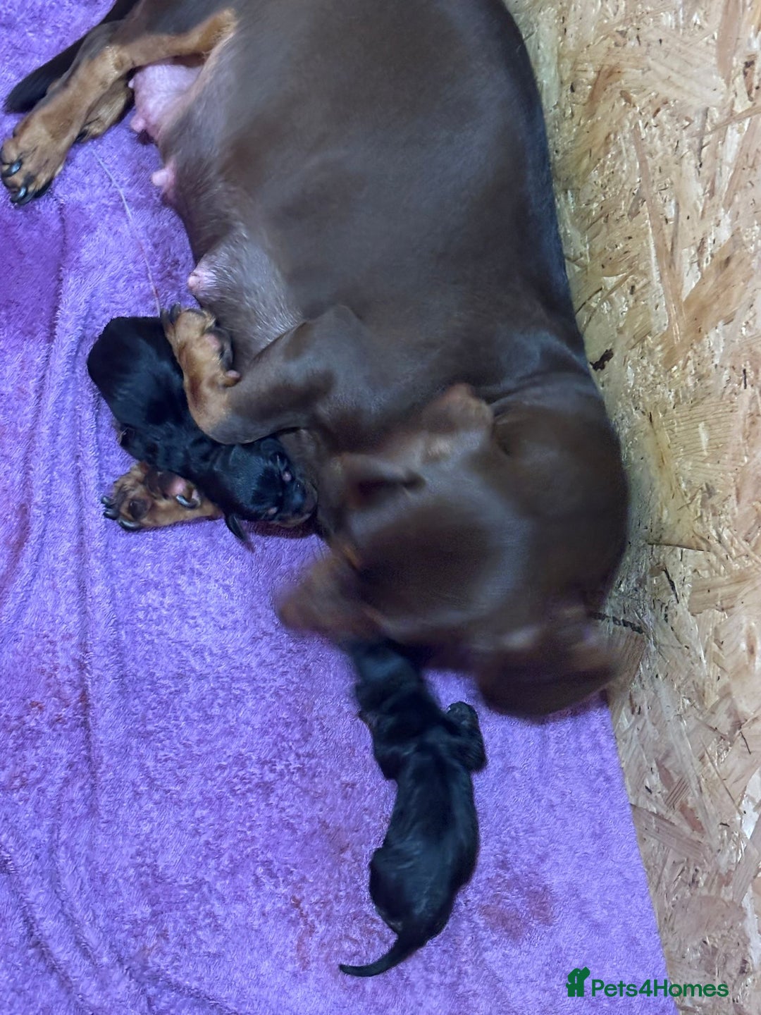 Dachshund dogs for sale: Standard dashhounds  - Image 1