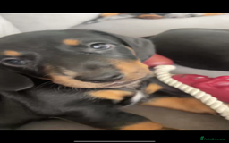 Miniature Dachshund dogs for sale: Ready for new homes Mini Dachshund  - Image 29