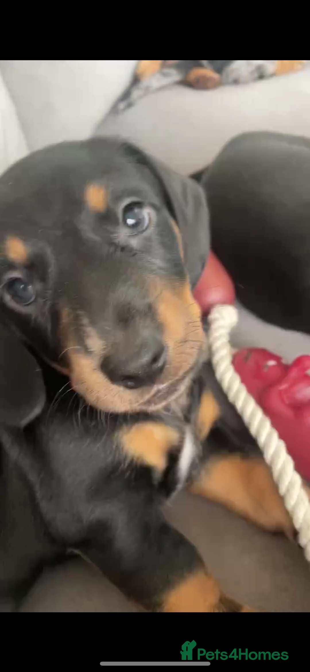 Miniature Dachshund dogs for sale: Ready for new homes Mini Dachshund  - Image 29