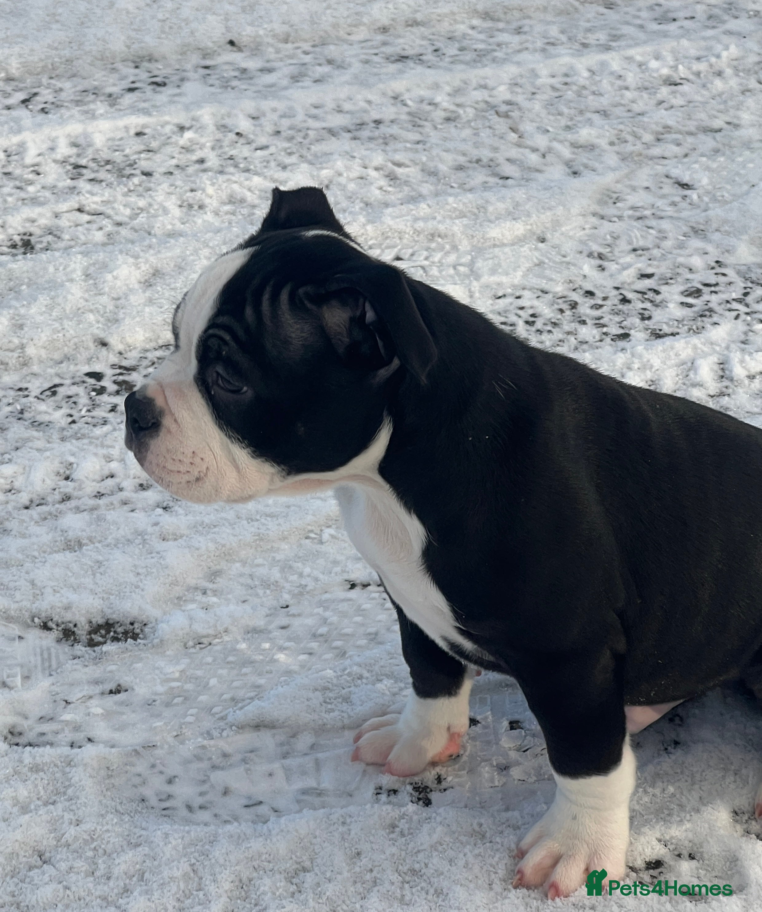 American Bully dogs Ready now! ABKC pocket bully male - Advert 2