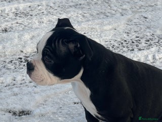 American Bully dogs Ready now! ABKC pocket bully male - Advert 2