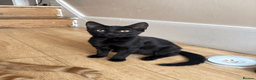 Domestic Shorthair cats for sale: Ash & Cody  - Advert 19