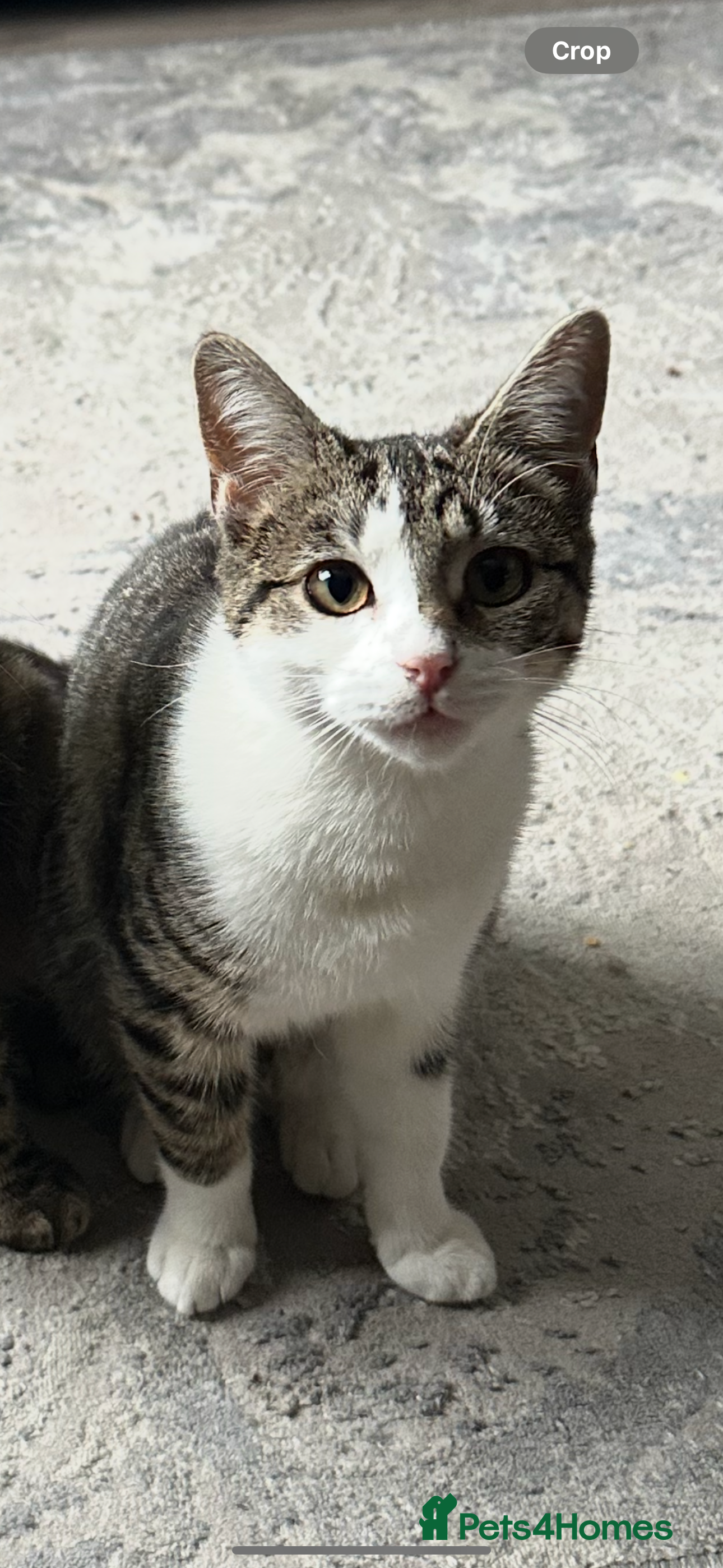 Mixed Breed cats 2 little girl kittens🩷 - Advert 3