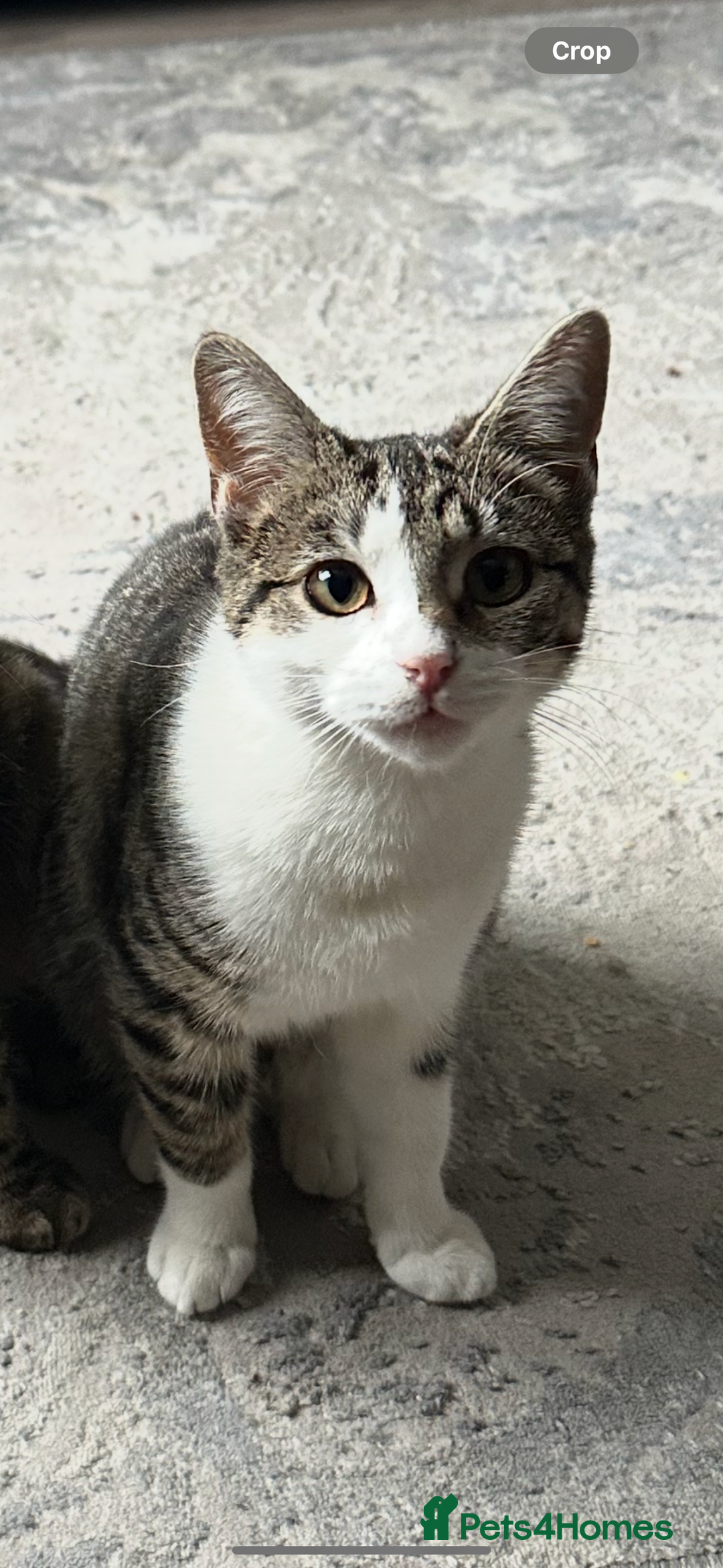 Mixed Breed cats for sale: 2 little girl kittens🩷 - Advert 1