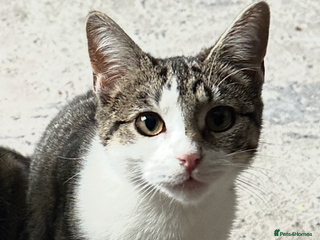 Mixed Breed cats 2 little girl kittens🩷 - Advert 1