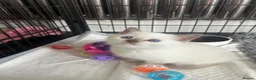 Ragdoll cats for sale: Beautiful full pedigree Ragdoll kittens Seal Blue in Hove - Advert 14