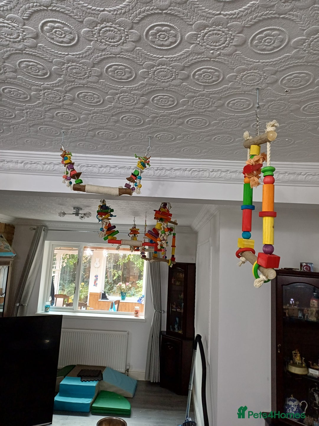 Macaws birds for sale: Blue & Gold Macaw For Sale - Image 7