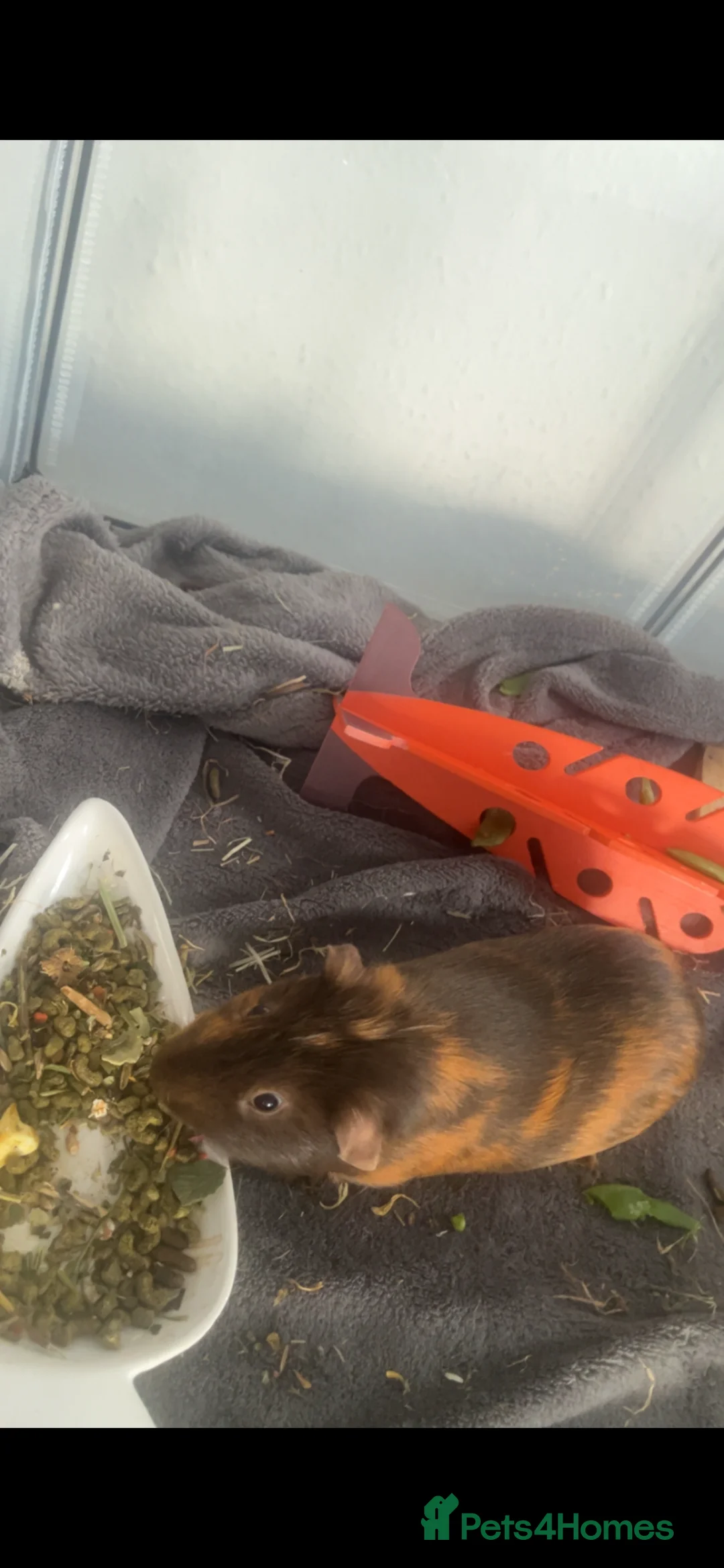 Guinea Pig rodents for sale: Two male bonded guinea pigs  - Advert 2