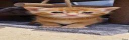 Mixed Breed cats for sale: Ragdoll Cross tabby & ginger Kittens  - Advert 12