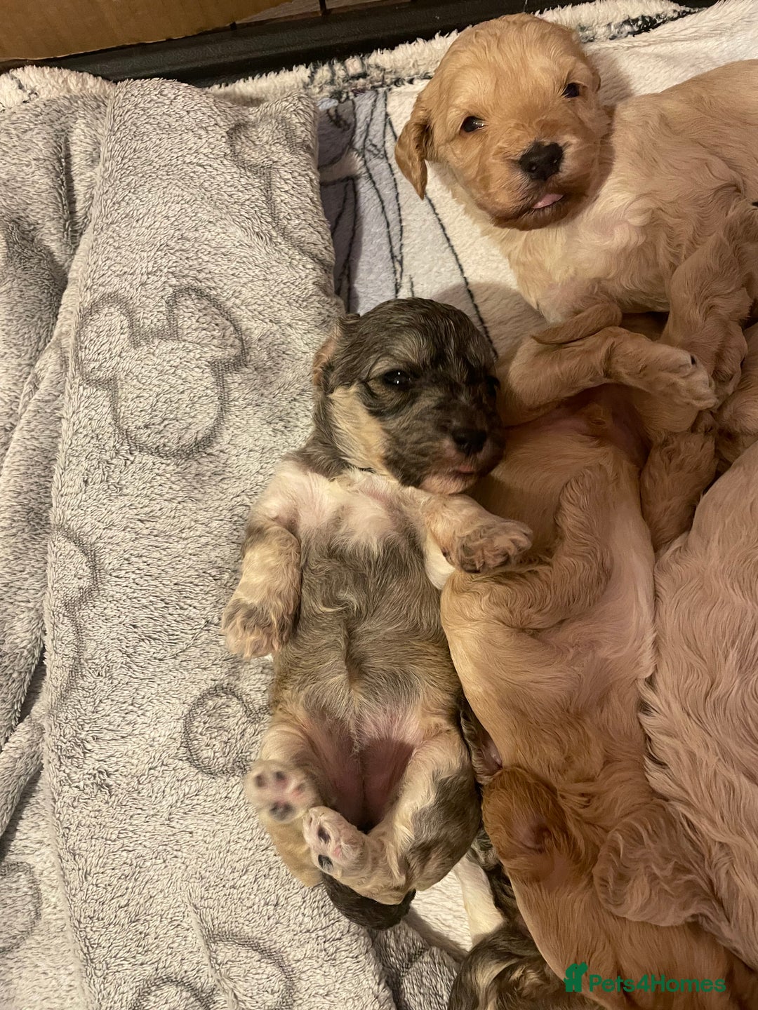 Cockapoo dogs for sale: 8 gorgeous F1 Cockapoos - Advert 40