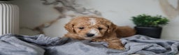 Cavapoo dogs for sale: F1 Cavapoos Ready 22nd December 🐾💕 - Advert 8