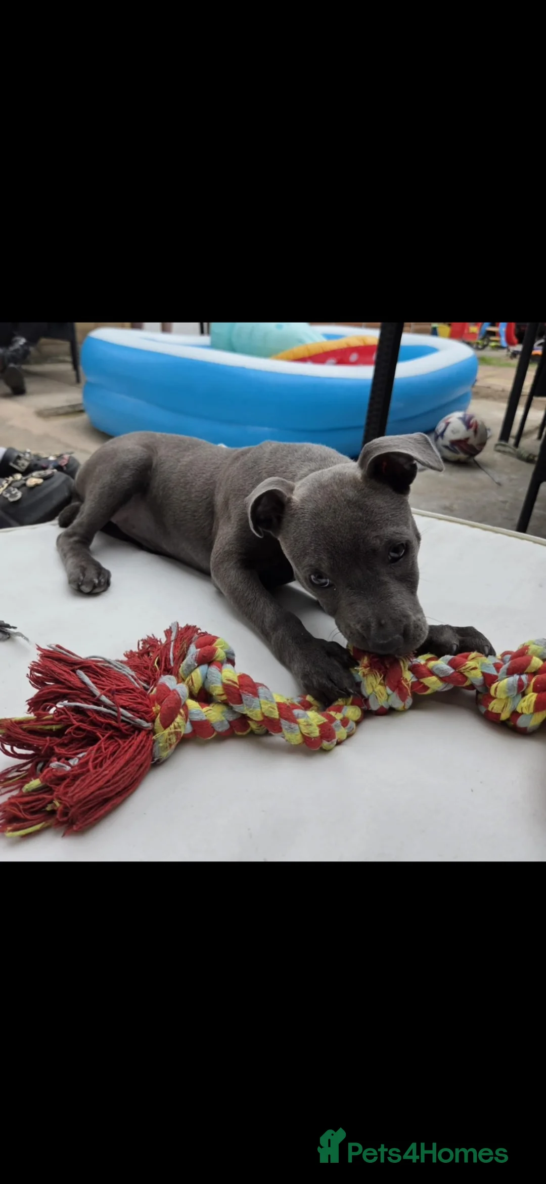 Staffordshire Bull Terrier dogs for sale: Blue staffy one year old.  in Scunthorpe - Advert 2