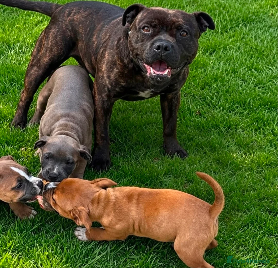 Staffordshire Bull Terrier dogs for sale: 🐾 STAFFORDSHIRE BULL TERRIER PUPPIES - Advert 2