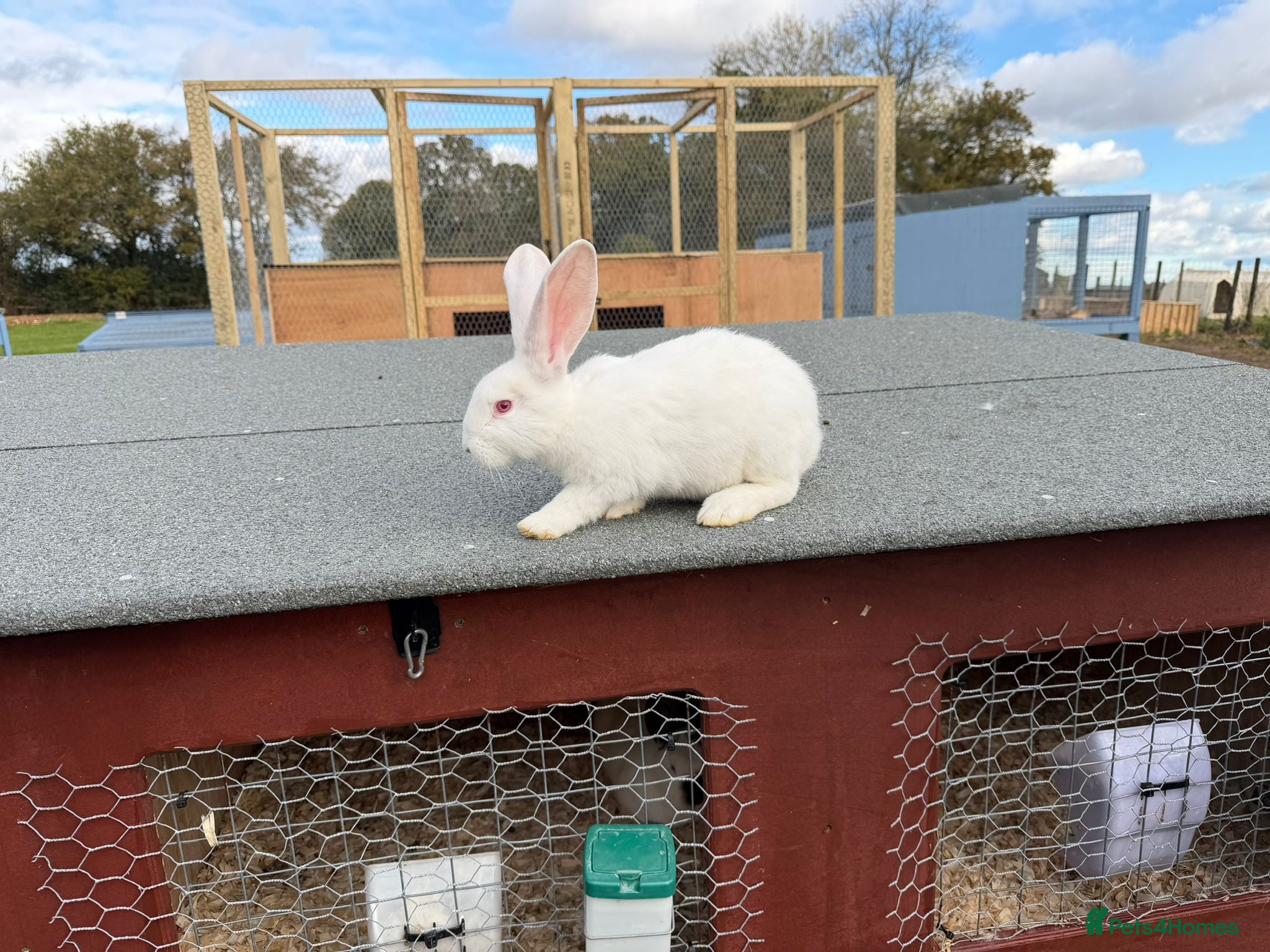 New Zealand rabbits New Zealand White Rabbits - Advert 6