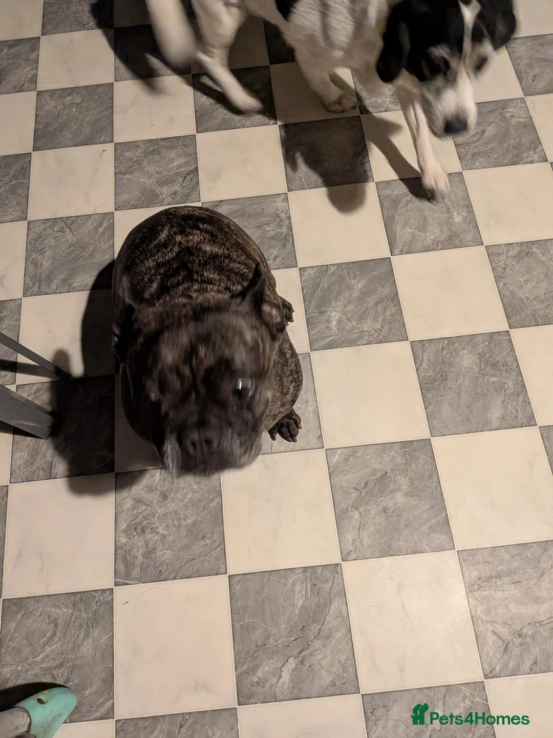 French Bulldog dogs for sale: Simba brindled french bulldog - Advert 7