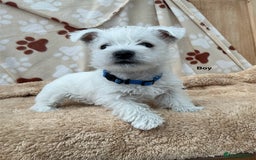 West Highland Terrier dogs for sale: 1 WESTiE BOY AVAILABLE!! - Image 3