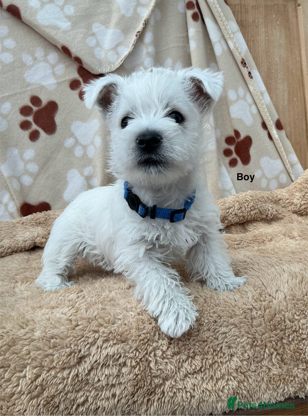 West Highland Terrier dogs for sale: 1 WESTiE BOY AVAILABLE!! - Image 3