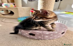 Mixed Breed cats for sale: Amiable bengal mix tabby kittens - Image 15