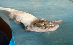 Mixed Breed cats for adoption: Poseidon  - Image 1