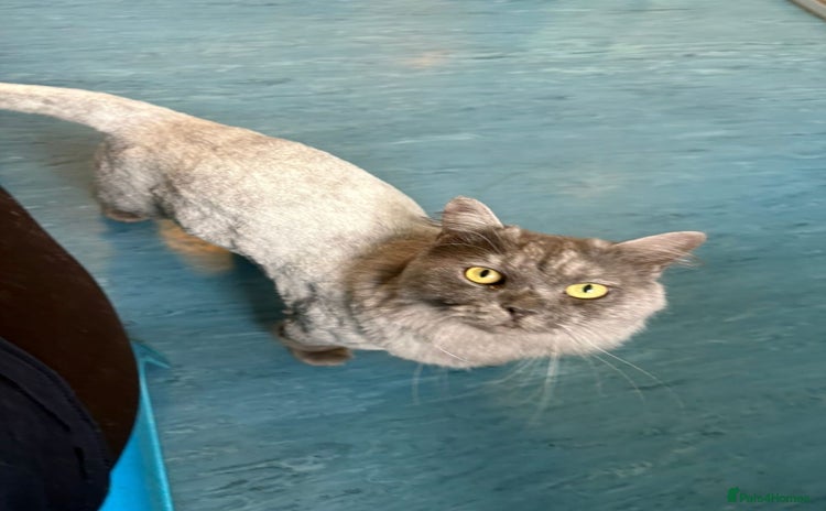Mixed Breed cats - Advert 1