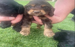 Cockapoo dogs for sale: American cockapoos rare green eyes phantoms - Image 5