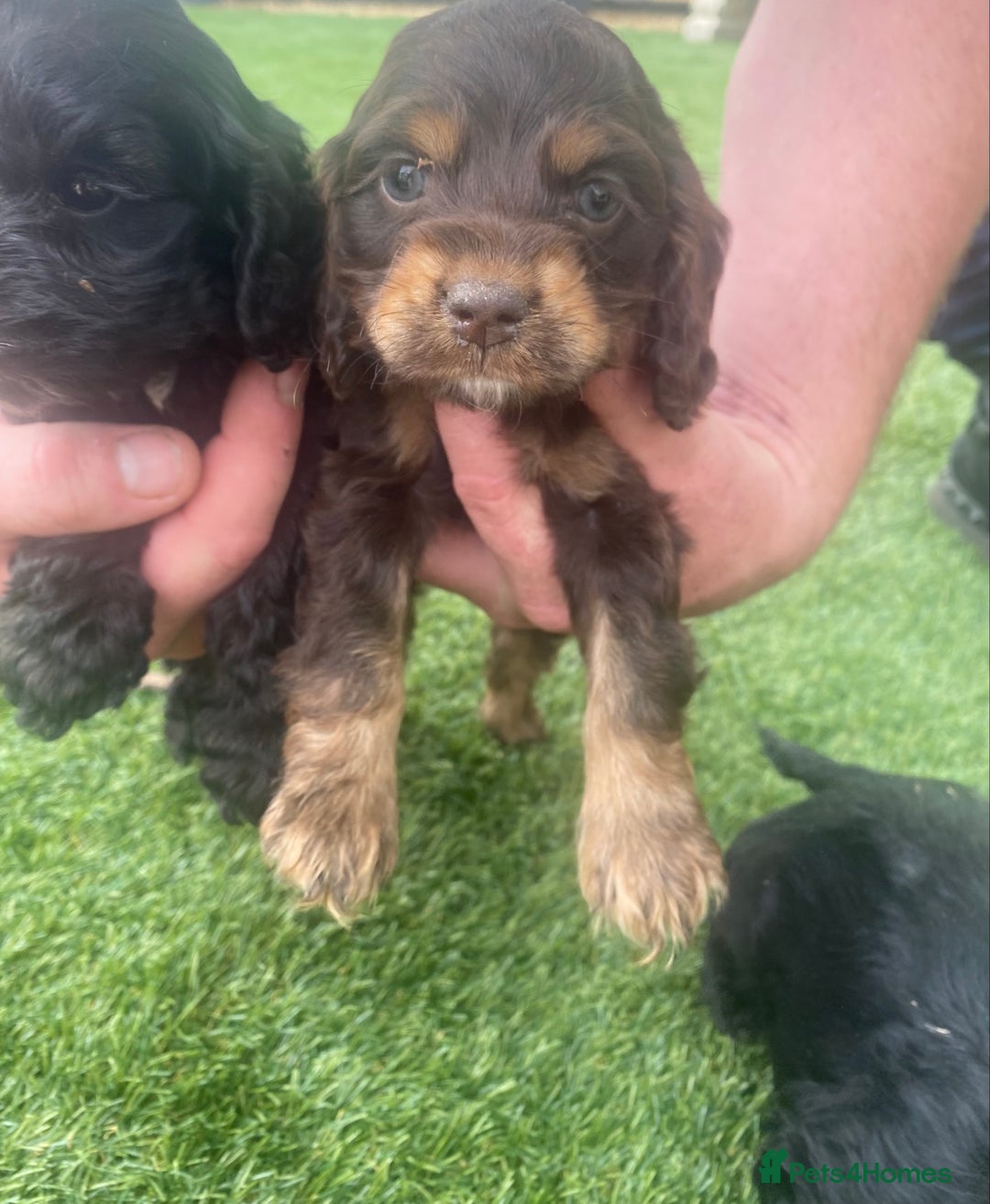 Cockapoo dogs for sale: American cockapoos rare green eyes phantoms - Image 5