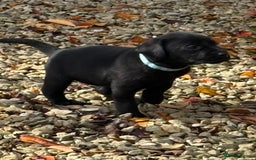 Labrador Retriever dogs for sale: Labrador Puppies - Image 2