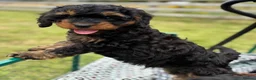 Cavapoo dogs for sale: Black and Tan Cavapoos - Advert 14