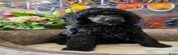 Standard Poodle dogs for sale: Rarely seen in UK - Moyen Poodle - Advert 2