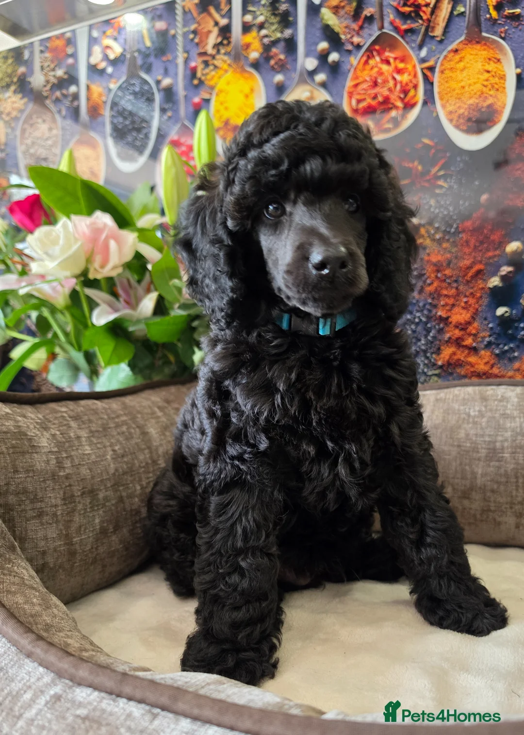 Standard Poodle dogs for sale: Rarely seen in UK - Moyen Poodle - Advert 2