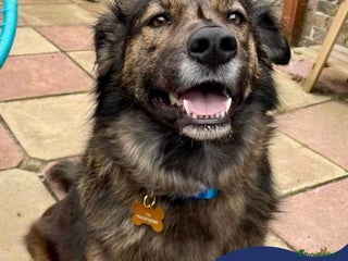 Mixed Breed dogs in Southsea - Advert 31