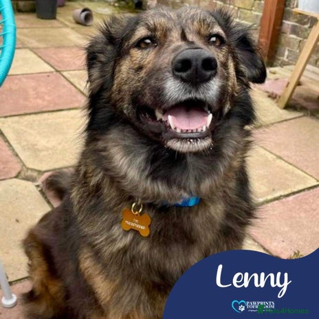 Mixed Breed dogs Meet Lenny, currently residing in Southsea in Southsea - Advert 16