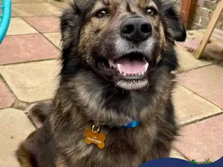 Mixed Breed dogs Meet Lenny, currently residing in Southsea in Southsea - Advert 16