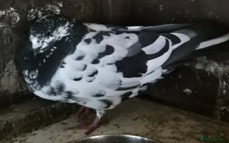 Pigeons birds for sale: Various pigeons  - Image 2