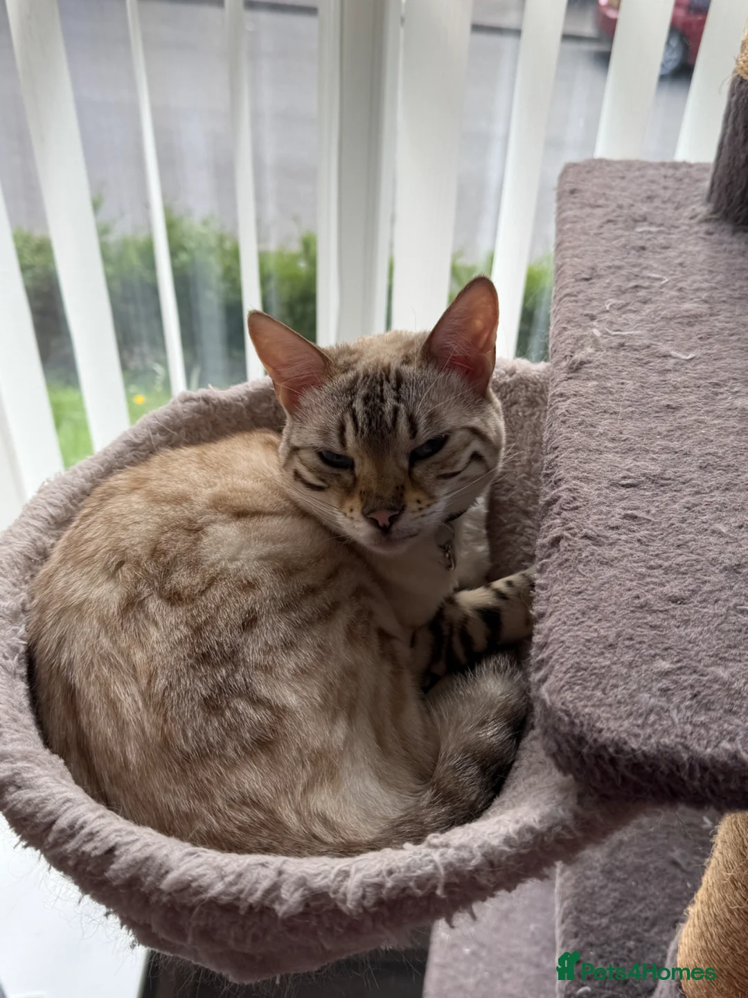 Bengal cats for adoption: 2 Snow coloured female Bengal cats - Advert 4