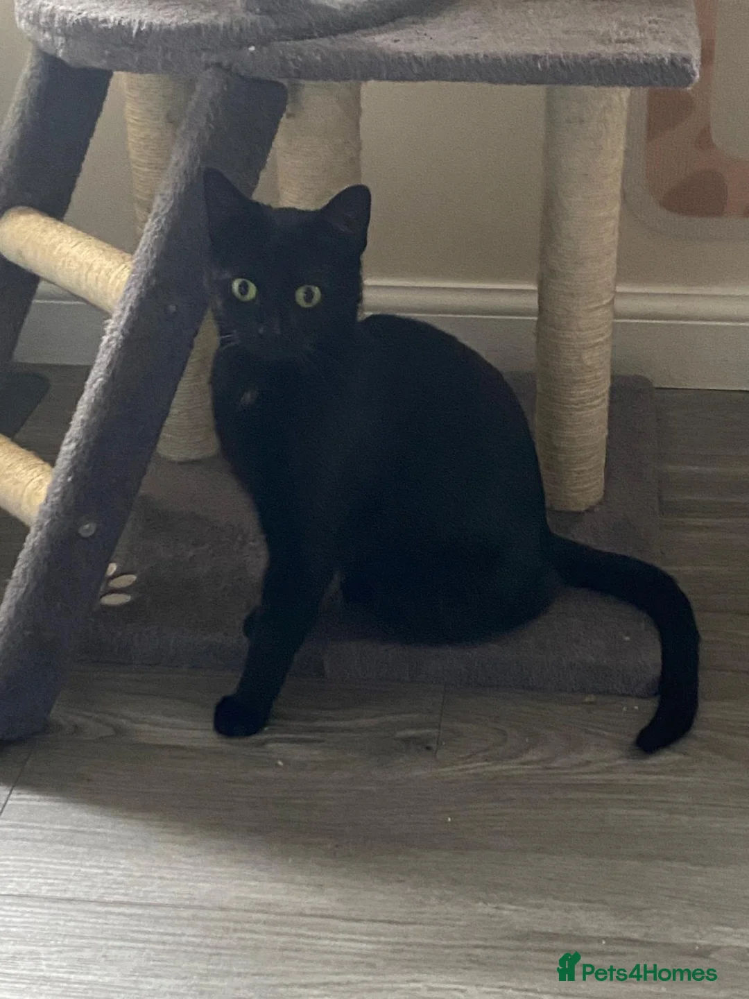 Domestic Shorthair cats for adoption: Sisters Snowy and Midnight need a home - Advert 4