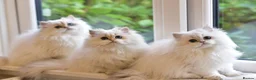 British Longhair cats for sale: TICA Pedigree Top Quality British Long Hair Kitten - Advert 5