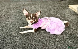 Chihuahua dogs for sale: Tiny chihuahua puppies KC in Coventry - Image 1