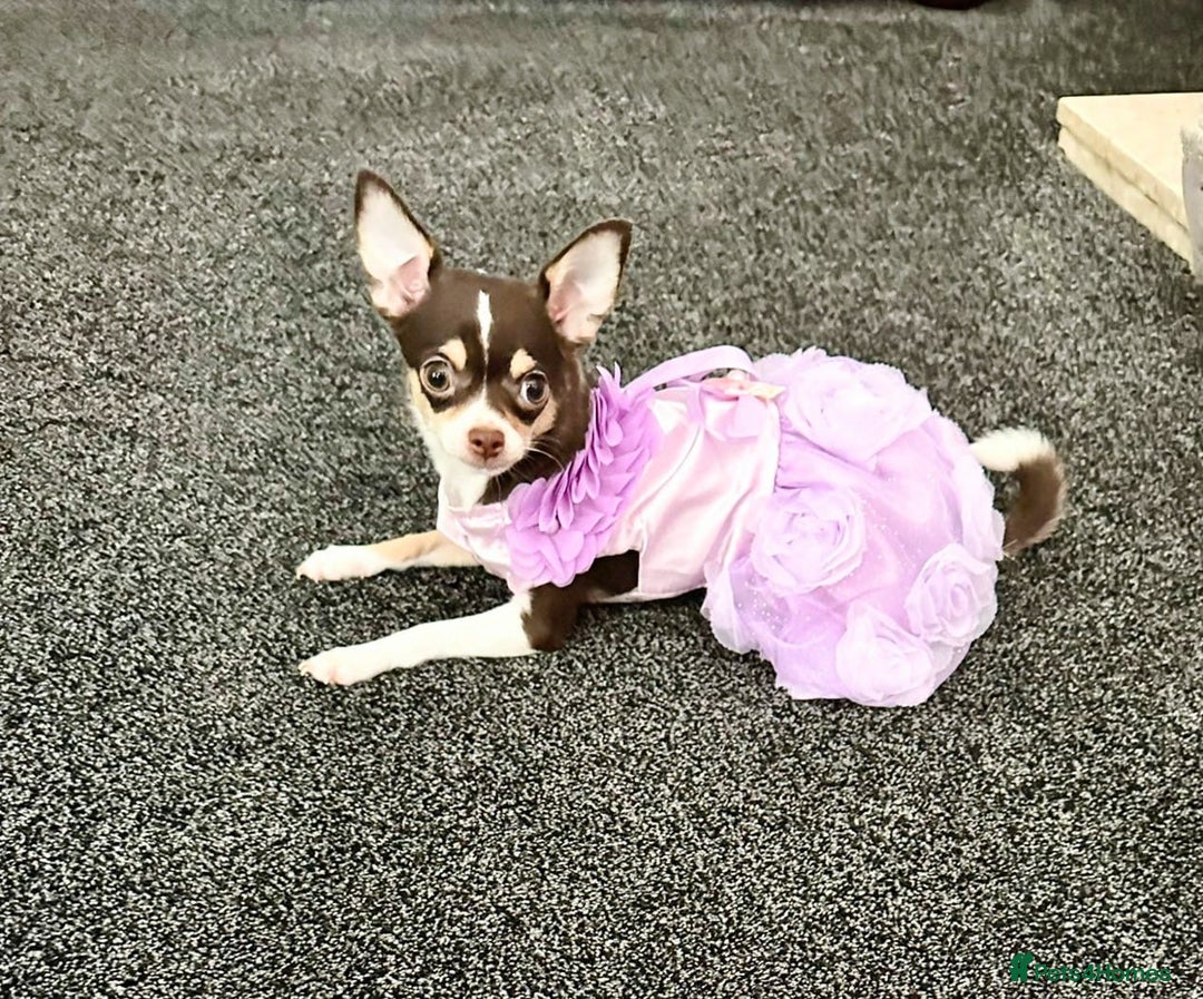 Chihuahua dogs for sale: Tiny chihuahua puppies KC in Coventry - Image 1