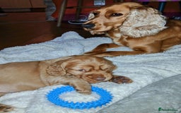 Cocker Spaniel dogs for sale: Stunning beautifully coloured Cocker Spaniel girl. - Image 3