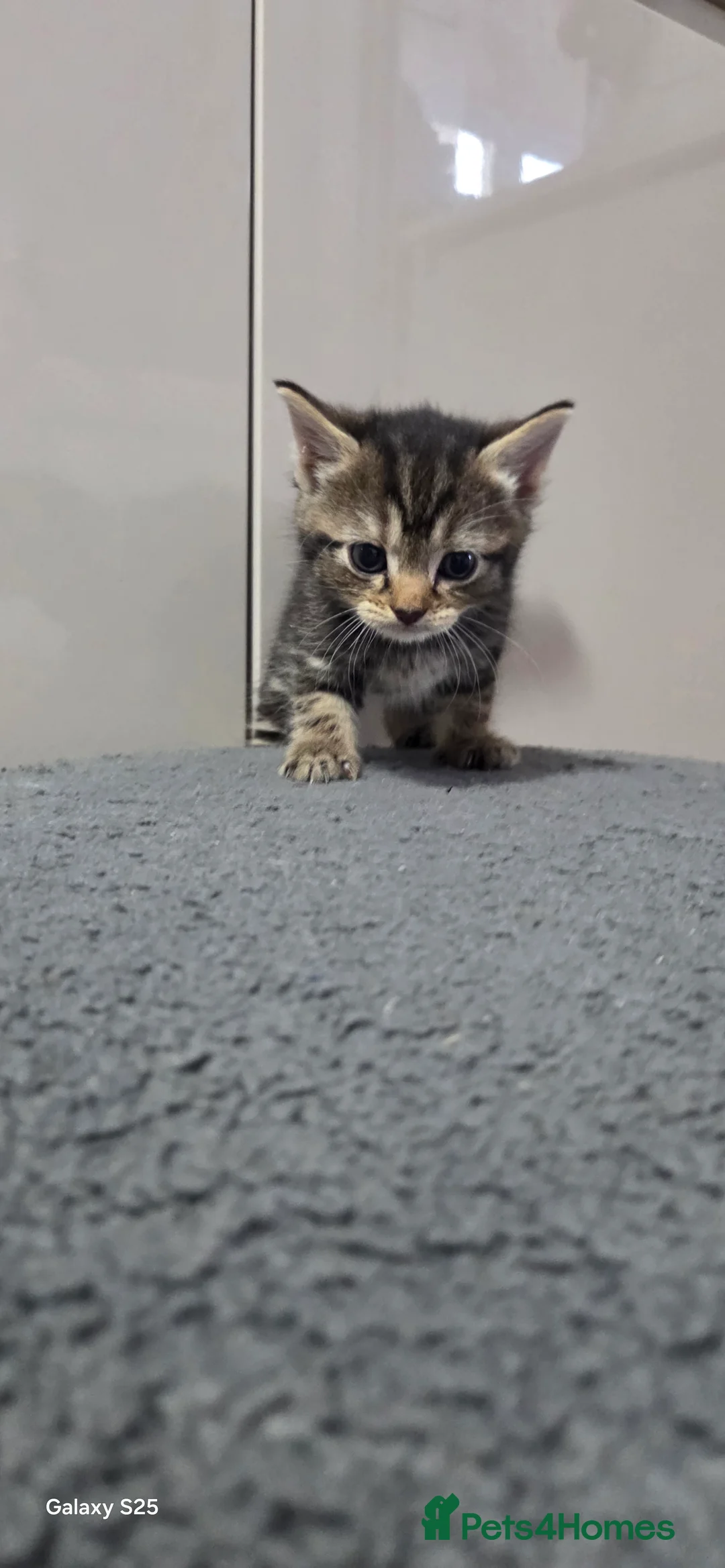 Mixed Breed cats for sale: 5 Beautiful Persian Cross Kittens - Advert 2
