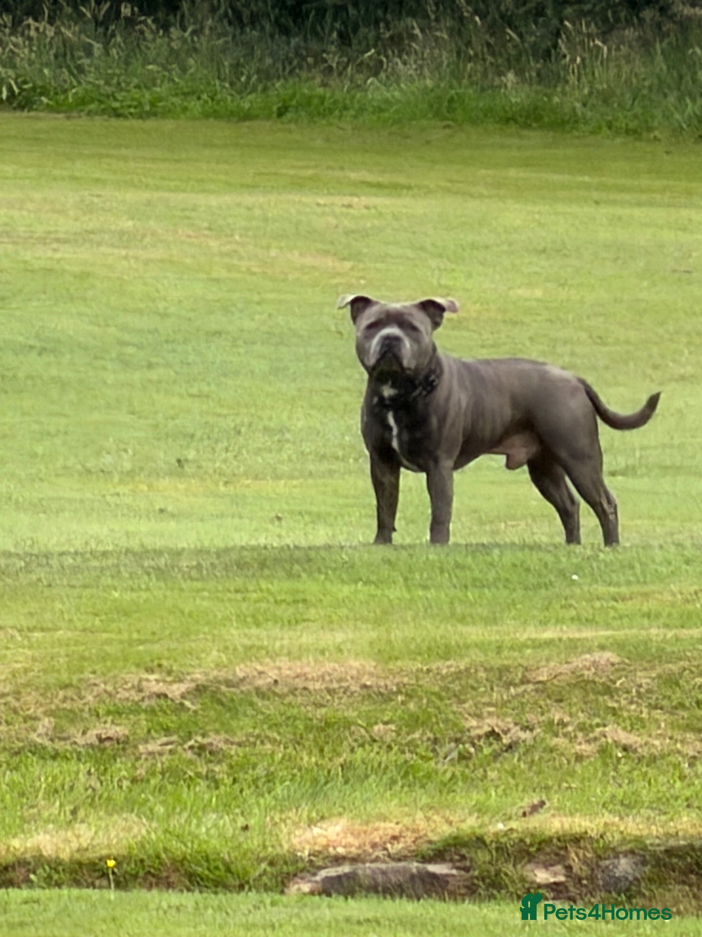 Staffordshire Bull Terrier dogs Staffordshire bull terrier stud  - Advert 1