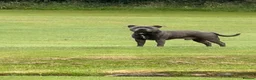 Staffordshire Bull Terrier dogs for stud: Staffordshire bull terrier stud  in Glasgow - Advert 1